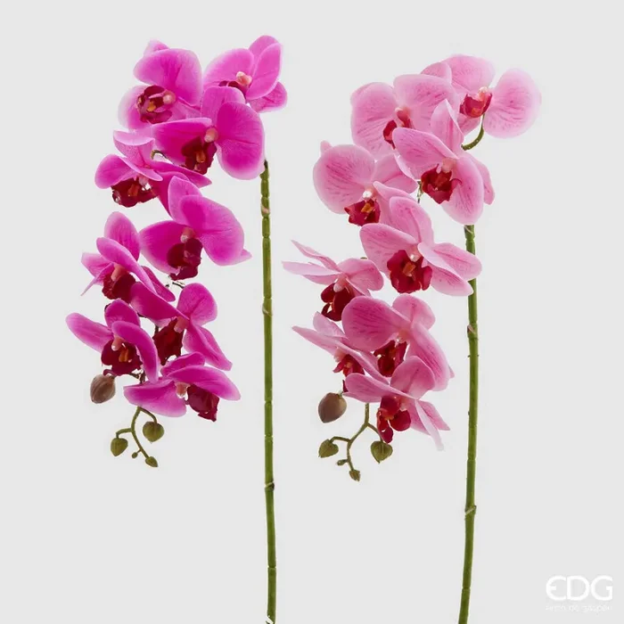 EDG Enzo De Gasperi Orchidea Phalaenopsis Real Ramo Artificiale Ass. H 76 Cm Fuchsia 1 Pz Sconti