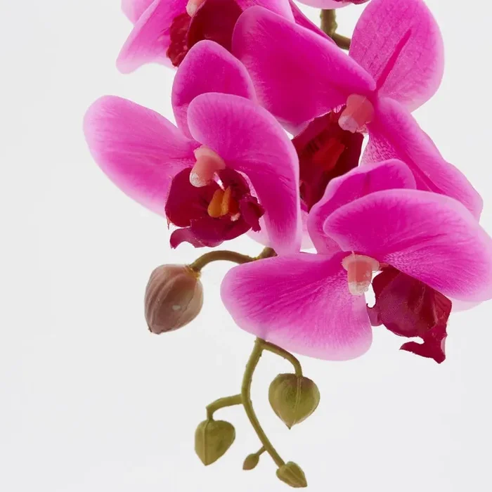 EDG Enzo De Gasperi Orchidea Phalaenopsis Real Ramo Artificiale Ass. H 76 Cm Fuchsia 1 Pz Sconti - immagine 2