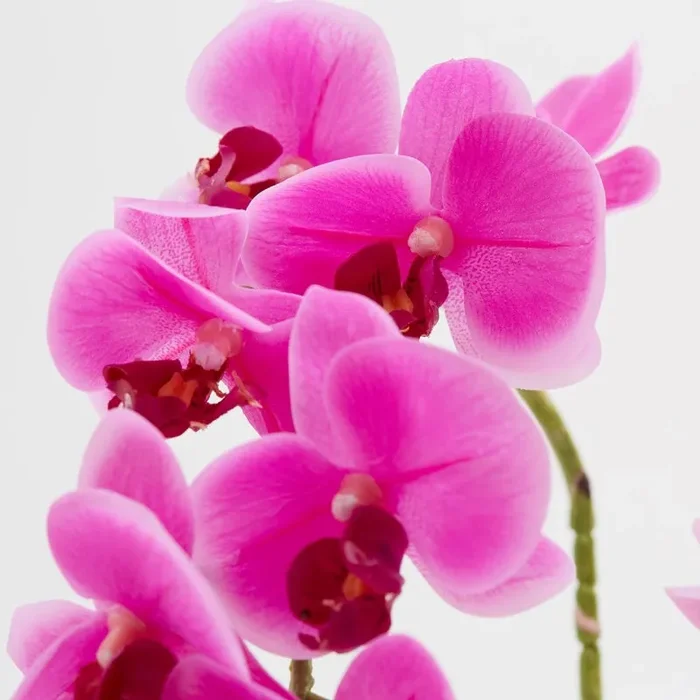 EDG Enzo De Gasperi Orchidea Phalaenopsis Real Ramo Artificiale Ass. H 76 Cm Fuchsia 1 Pz Sconti - immagine 3