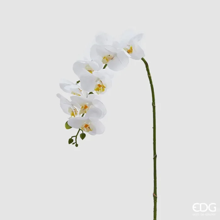 EDG Enzo De Gasperi Orchidea Phalaenopsis Real Ramo Artificiale H 76 Cm White