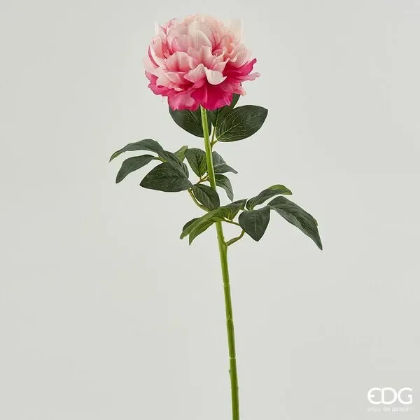 EDG Enzo De Gasperi Peonia Real Ramo H72 B7 Pink Cream