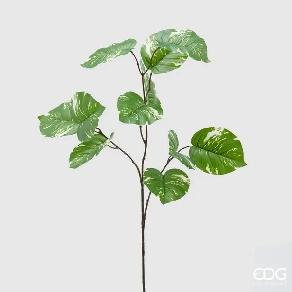 EDG Enzo De Gasperi Potus Olis Ramo H85 (11fg) C2 White Green In saldo