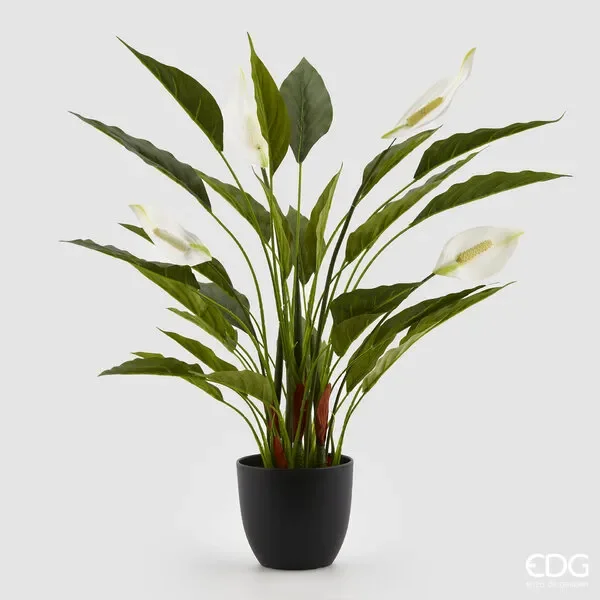 EDG Enzo De Gasperi Spatiphillium C/Vaso (31fg) H58 C2 Green Online