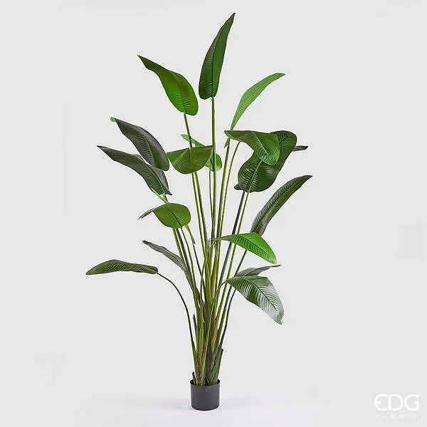EDG Enzo De Gasperi Strelitzia Con Vaso H.310 C4 Green