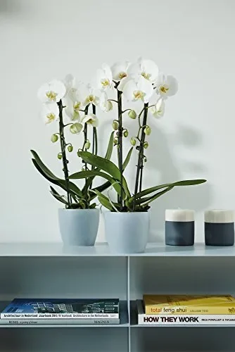 Elho Brussels Orchid Vaso di Fiori, Trasparente, 13x13x11.4 cm Trasparente - immagine 2