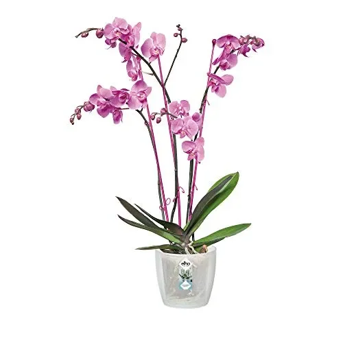 Elho Brussels Orchid Vaso di Fiori, Trasparente, 13x13x11.4 cm Trasparente - immagine 3