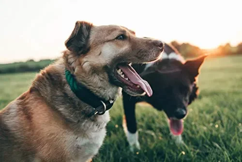 Embark Pets – Collare in corda per cani, cotone intrecciato Small, Slight Sconti - immagine 3