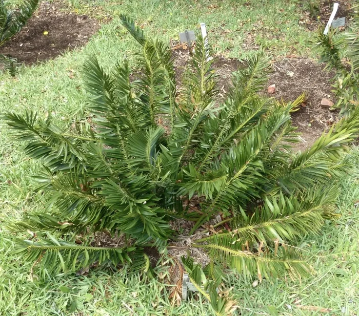 Encephalartos caffer