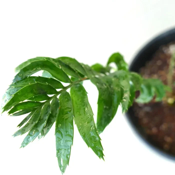 Encephalartos woodii X natalensis 3,5cm CAUDEX - immagine 3