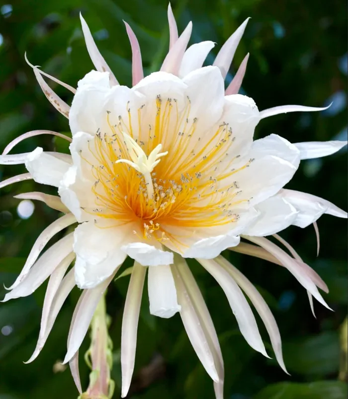 Epiphyllum chrysocardium (white flowers)