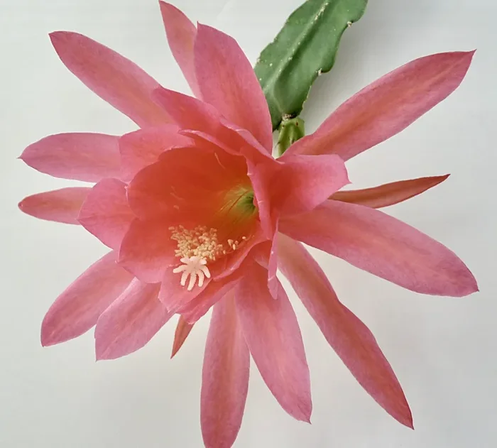 Epiphyllum oxypetalum cv ATLANTIC SALMON (salmon flower)