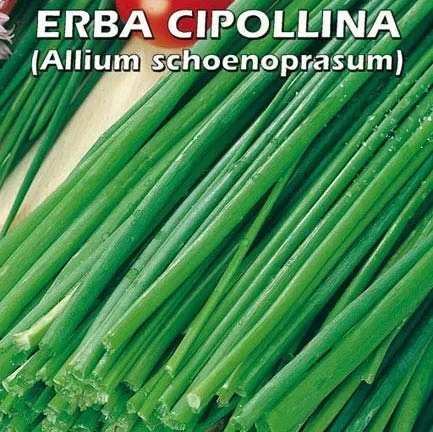ERBA CIPOLLINA (Allium schoenoprasum) – SEMI