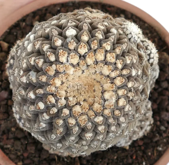 Eriosyce esmeraldana BIG CLUSTER