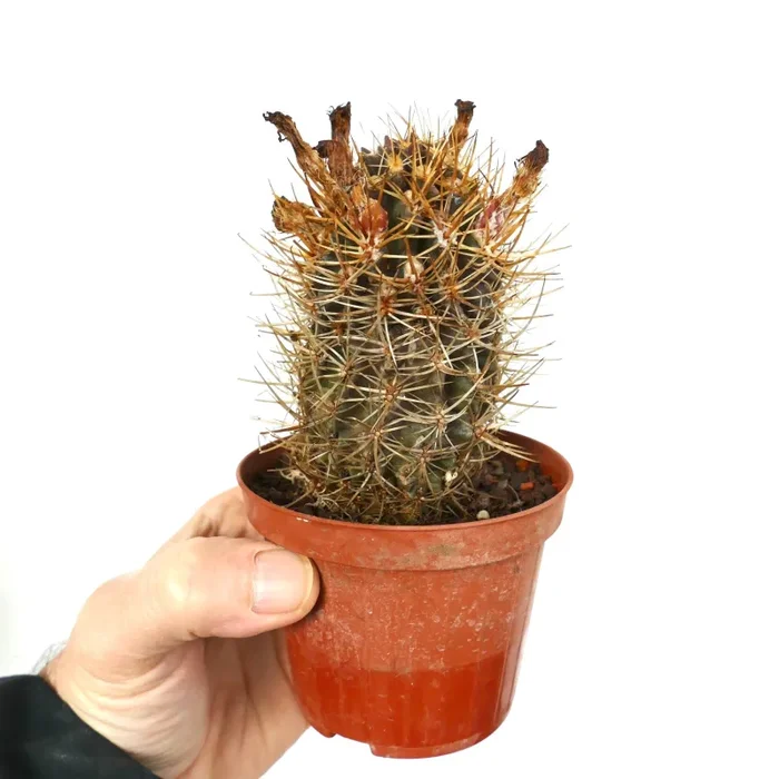 Eriosyce subgibbosa wagenknechtii Moda