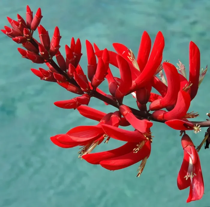 Erythrina × bidwillii
