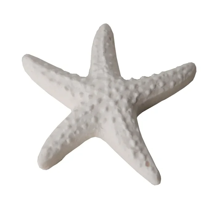 ETM Gesso Stella di Mare Bomboniera 4 Cm Bianco 12 Pz