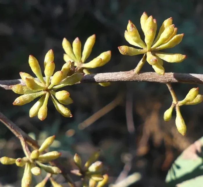 Eucalyptus radiata SEEDS