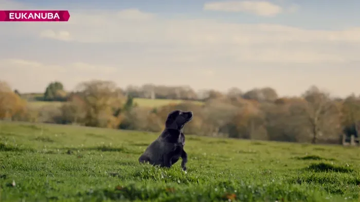 Eukanuba, Cibo Secco per Cani Cuccioli, Taglia Media, 1-12 Mesi, 3 kg - immagine 3
