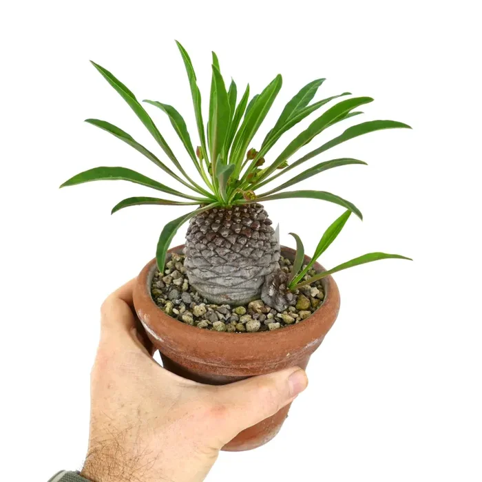 Euphorbia bupleurifolia OLD 2 HEADS