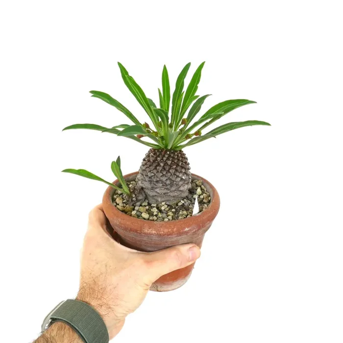 Euphorbia bupleurifolia OLD 2 HEADS - immagine 2