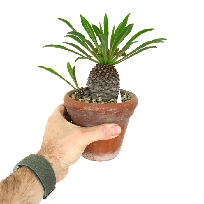 Euphorbia bupleurifolia OLD 2 HEADS - immagine 3