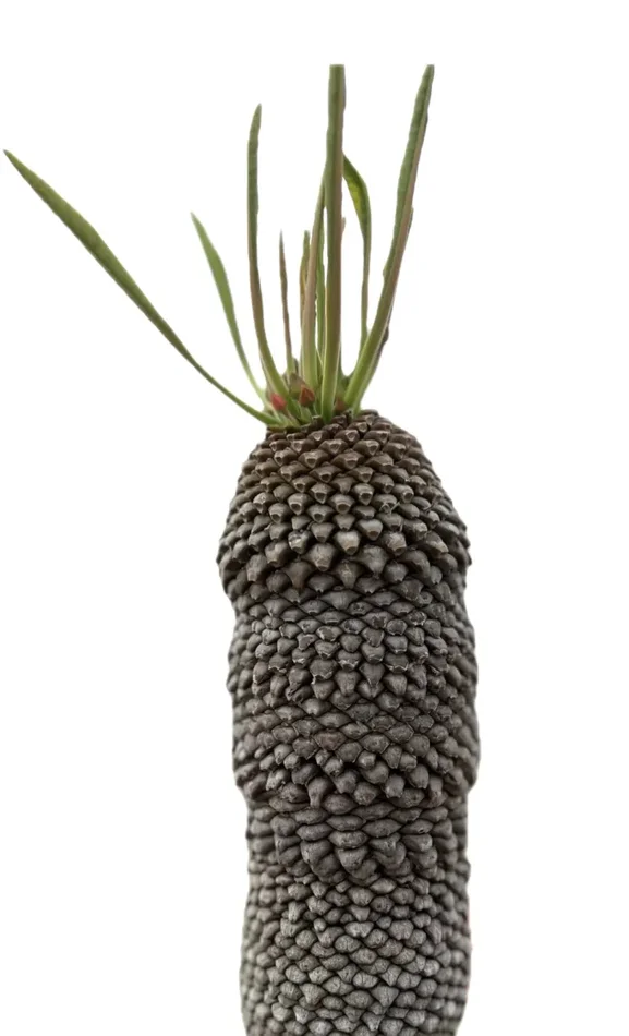 Euphorbia bupleurifolia SEMI