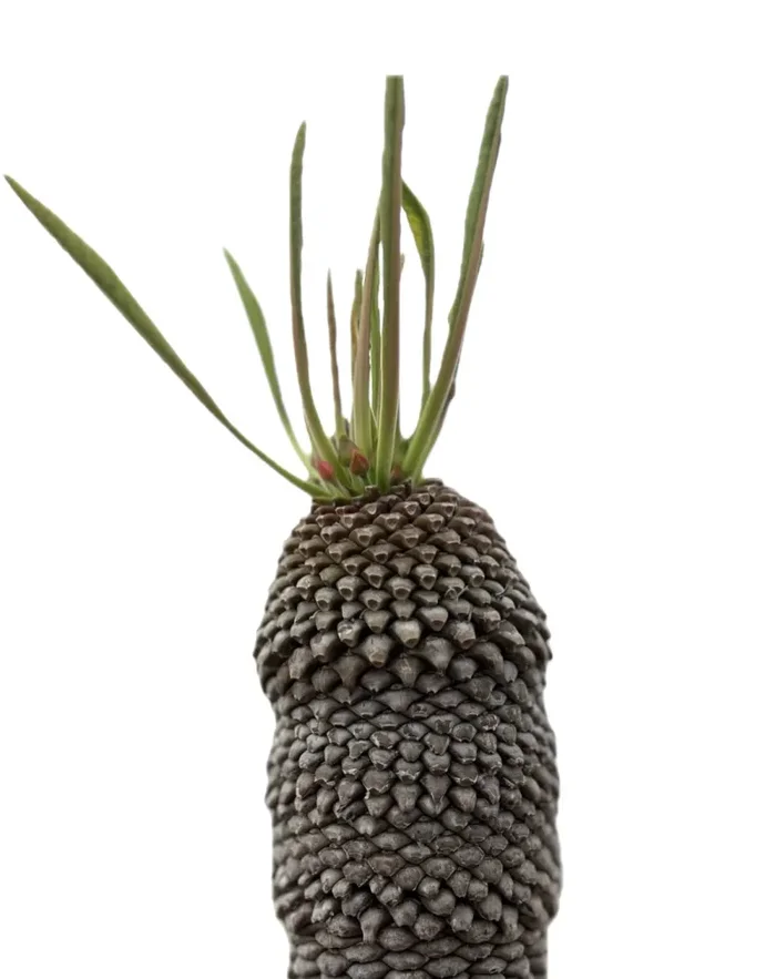 Euphorbia bupleurifolia SEMI - immagine 3