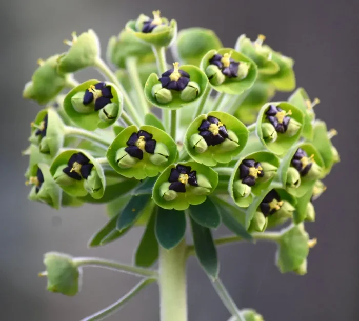 Euphorbia characias