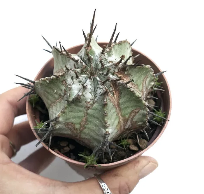 Euphorbia horrida cv SNOW FLAKES INERMIS 66Q Fornitura