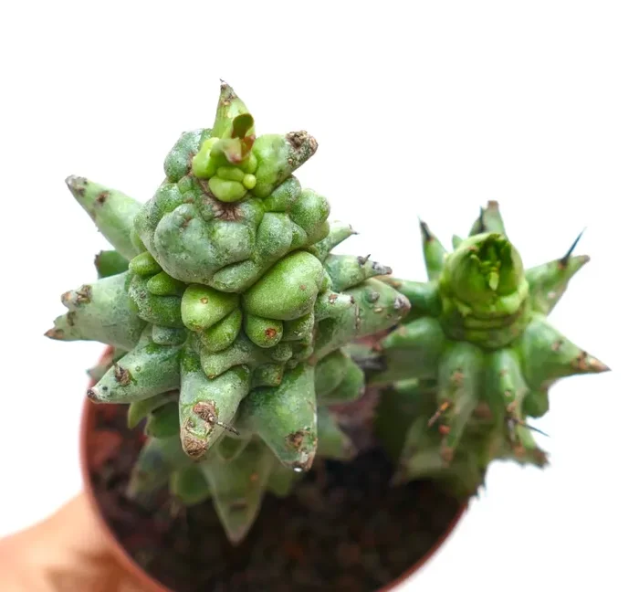 Euphorbia horrida form mostruosa T69