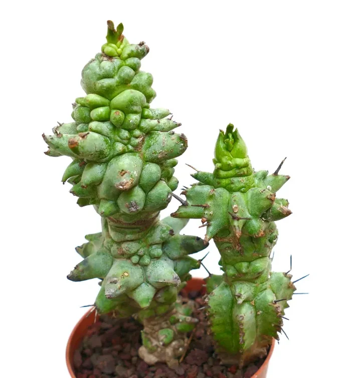 Euphorbia horrida form mostruosa T69 - immagine 2