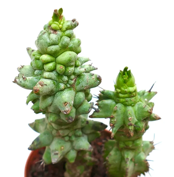 Euphorbia horrida form mostruosa T69 - immagine 3