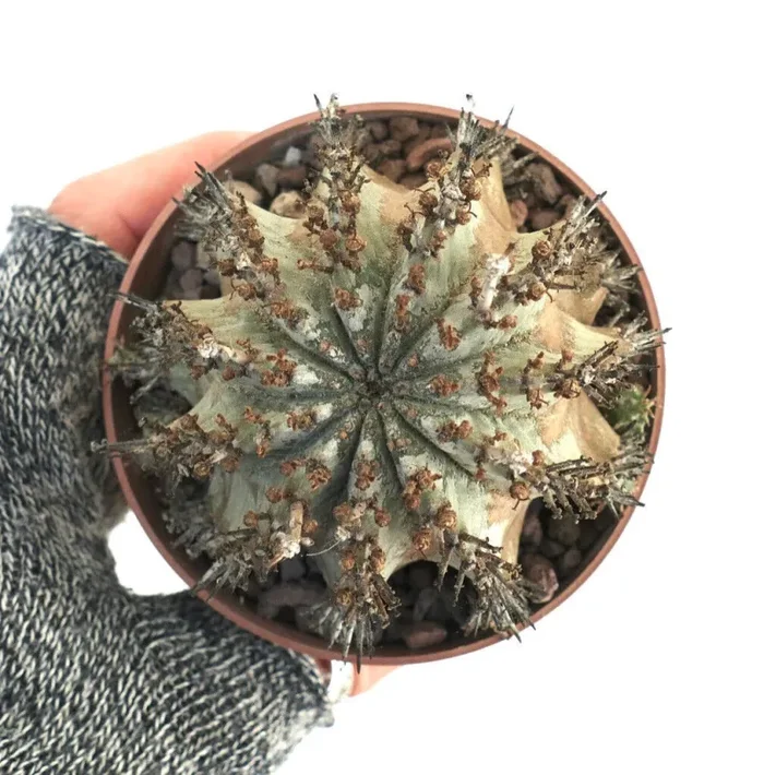 Euphorbia horrida SNOW FLAKES 15E - immagine 3