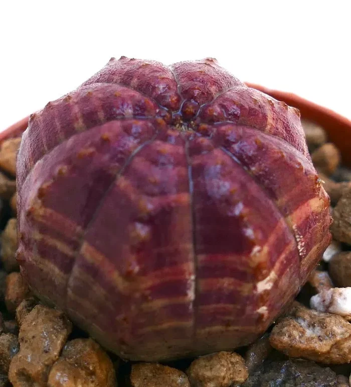 Euphorbia obesa AMAZING PINK