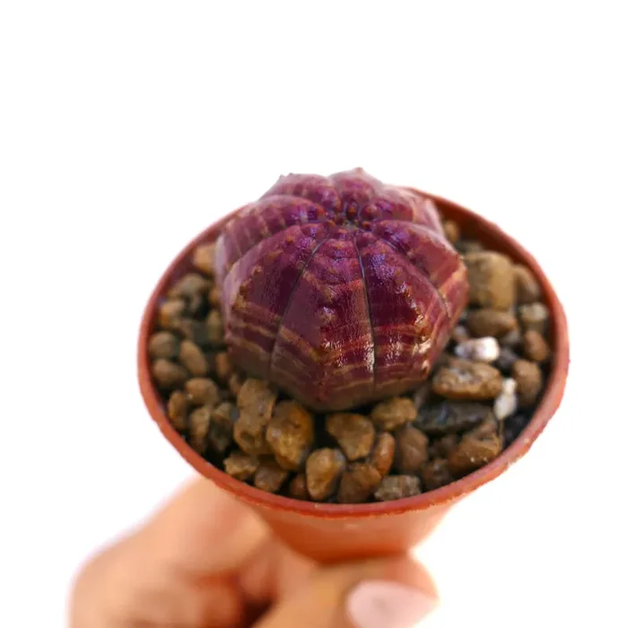 Euphorbia obesa AMAZING PINK - immagine 2