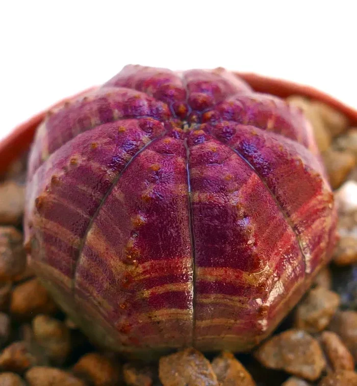 Euphorbia obesa AMAZING PINK - immagine 3