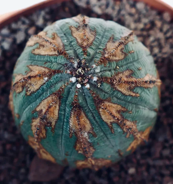 Euphorbia obesa ARROW MONSTER G31 Sconti