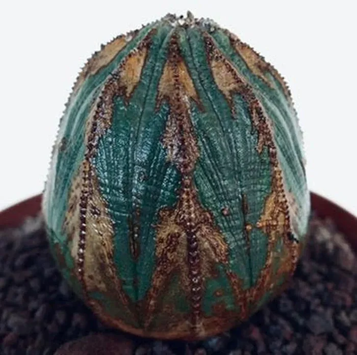 Euphorbia obesa ARROW MONSTER G31 Sconti - immagine 2