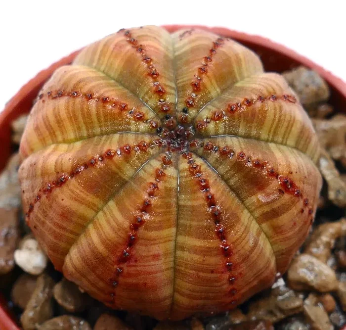 Euphorbia obesa BALL ORANGE V76 - immagine 2