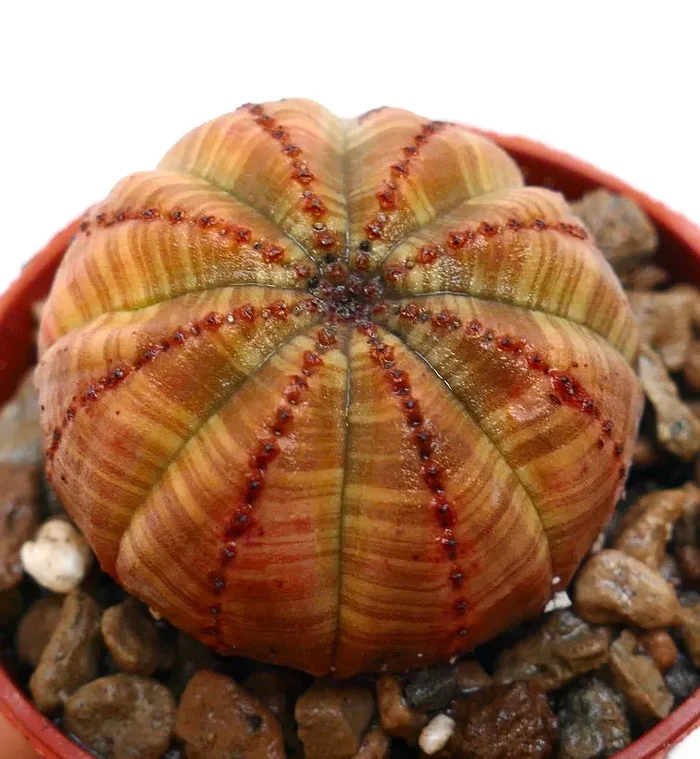 Euphorbia obesa BALL ORANGE V76 - immagine 3