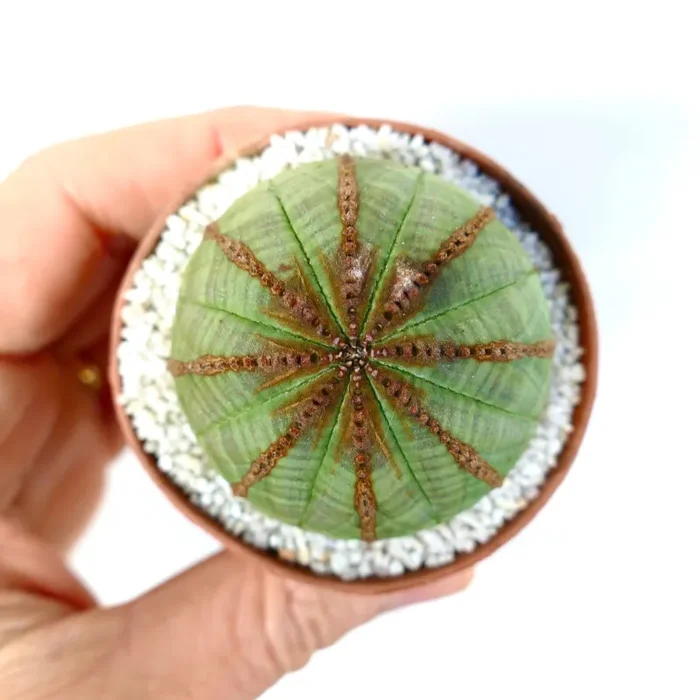 Euphorbia obesa BROWN ARROWS Moda