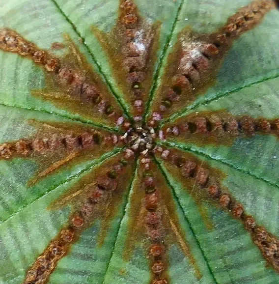 Euphorbia obesa BROWN ARROWS Moda - immagine 2