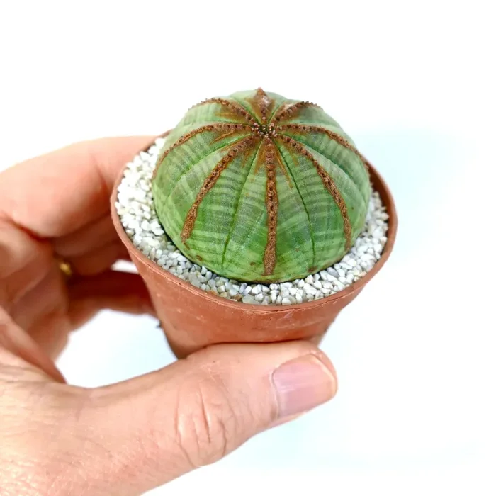 Euphorbia obesa BROWN ARROWS Moda - immagine 3