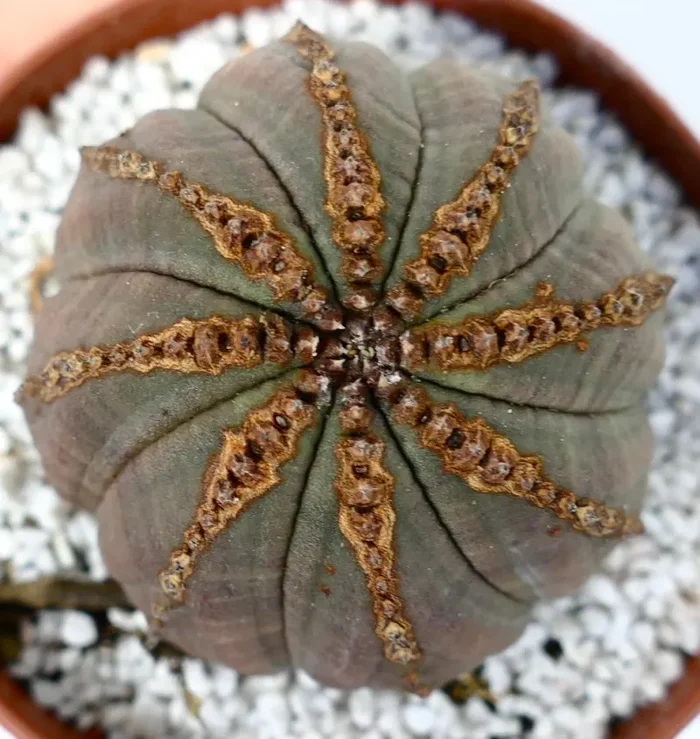 Euphorbia obesa BROWN ARROWS Sconti