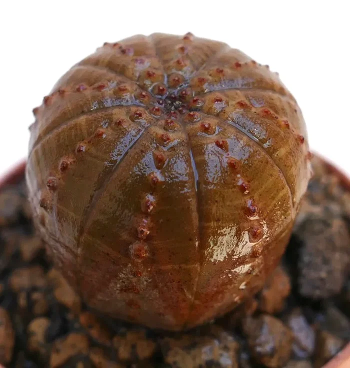 Euphorbia obesa BROWN BALL FORM