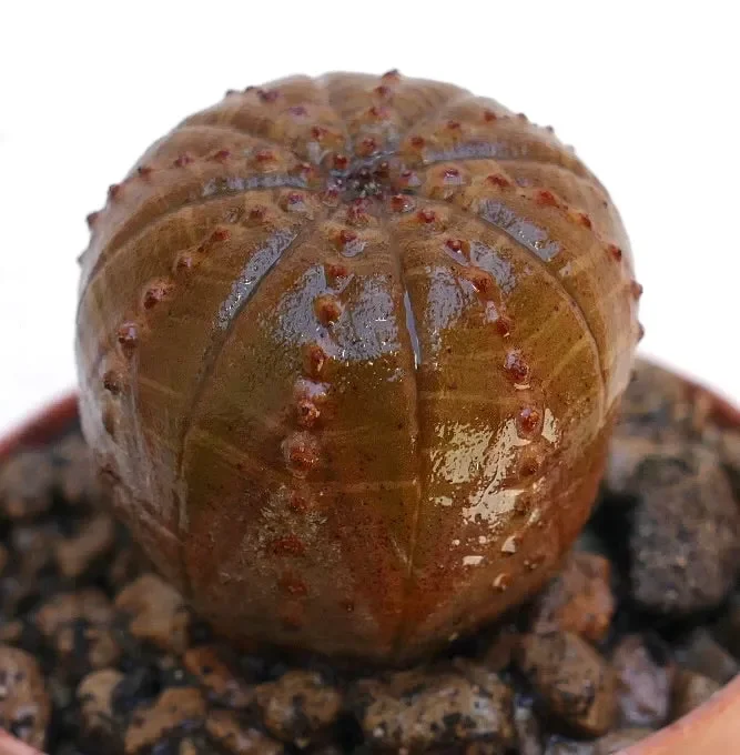 Euphorbia obesa BROWN BALL FORM - immagine 2