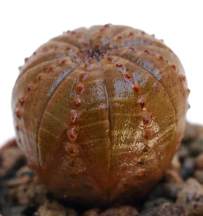 Euphorbia obesa BROWN BALL FORM - immagine 3