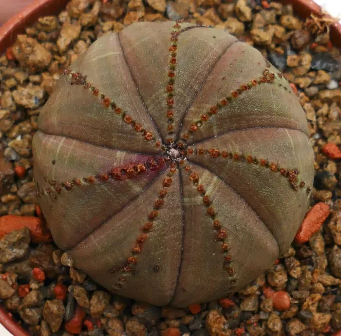Euphorbia obesa BROWN L91 - immagine 2