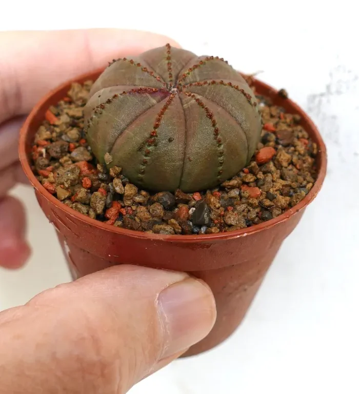 Euphorbia obesa BROWN L91 - immagine 3