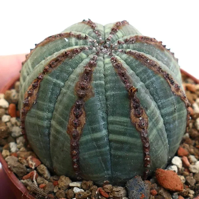 Euphorbia obesa BROWN LINES - immagine 2